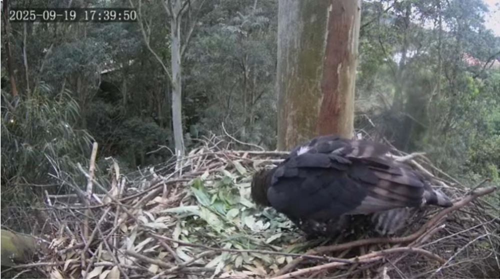 the eagle stares at the cracked egg shell of her eagle egg, there is no sign of any chick inside